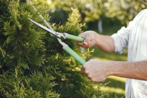 Tree Trimming & Pruning Services in Buffalo, NY