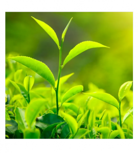 Unlocking the Power of Green Tea Extracts: Benefits, Applications, and Market Insights