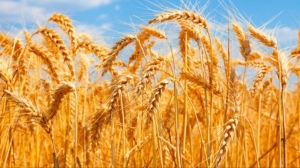 Wheat Export Opportunities from India for Global Importers