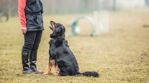  Private Training for Dogs
