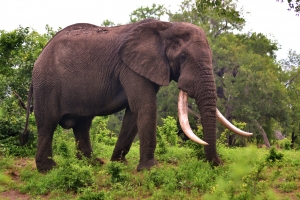 Johannesburg to Kruger National Park: 7-Day Safari & City Adventure