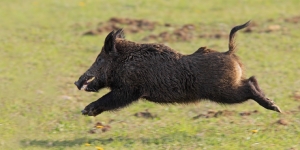 Which Texas Areas Are Ideal for Pig Hunting Trips?