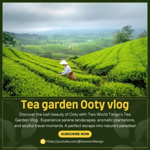 Explore the Serene Tea Gardens of Ooty – A Visual Journey with Two World Tango