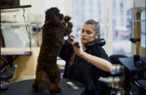 Best Pet Grooming for Happy Pets: A Complete Guide