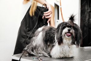 Professional Services for Dog Grooming in Pearland, Texas
