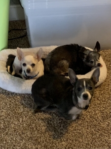 Finding the Perfect Chihuahua Companion in Alabama