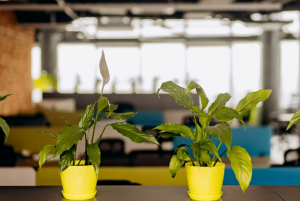 Corporate Plant Rentals in Bellandur with Hasiru Life