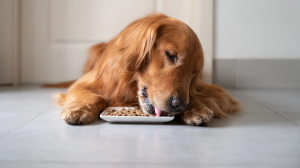 What’s the Best Dog Food in Miami?