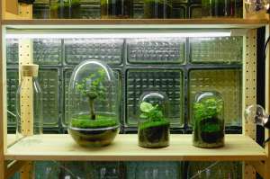 How to Build a Calming Container Garden at Home