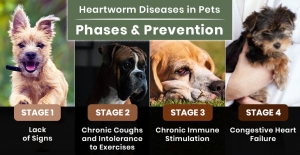 Heartworm in Cats & Dogs: Facts, Risks & Prevention