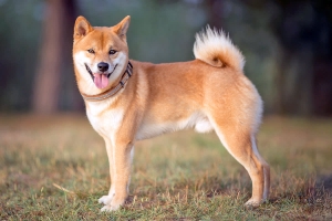 Top 10 Dog Breeds with Nicest Tails