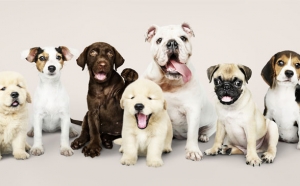 Top 10 Dog Breeds Names