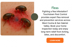 Expert Pest Control Solutions in Corona, Long Beach, and Anaheim!