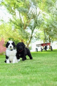 Colorado’s Trusted Doodle Breeders: Health, Temperament, and Care