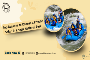 Top Reasons to Choose a Private Safari in Kruger National Park