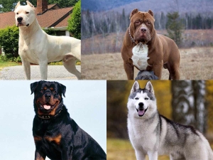 Top 10 Strongest Dog Breeds
