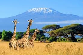 Top Safari Camps & Lodges in Tanzania 2025