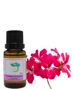 A Complete Guide to Rose Geranium Essential Oil Benefits