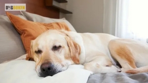 What to Expect from a Professional Overnight Dog Sitting in Hoboken?
