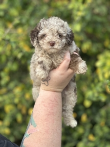 How To Choose The Right Cockapoo Breeder Queensland For Your Puppy