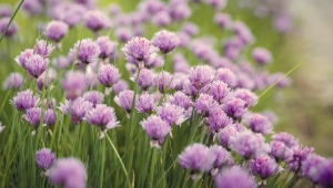 Choose FlowersMart as Reputable Floral Stores Near Me for Best Flowers