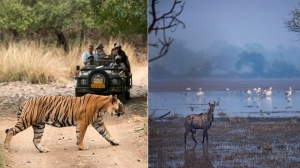 Exploring Rajasthan’s Untamed Beauty: A Guide to Wildlife Trails
