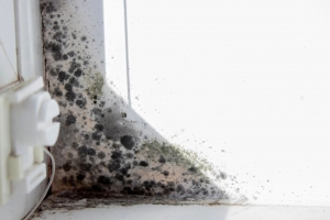 Professional Mould Cleaning Services For Offices Sunshine Coast