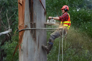 When and Why Should You Consider Tree Lopping?