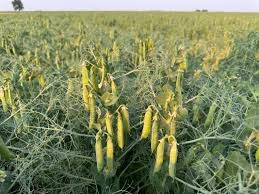 Carver Yellow Pea Seed The Pulse Crop Powerhouse for Southern Alberta Soil HealthKing's AgriSeeds Inc.