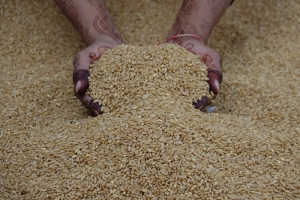 Muskan Overseas: Trusted Basmati Rice Exporters in India