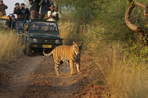 Best Wildlife Sanctuaries of India 2025
