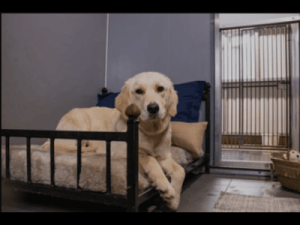 Elite Yet Professional Dog Boarding Near Galleria Area