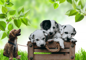 Crate Training a Puppy: Step-by-Step for Quick Success