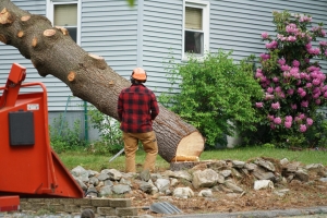 Comprehensive Tree Service Pompano Beach for Long-Term Tree Health