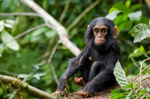 Top 5 Must Visit Destinations on Rwanda and Uganda Safari