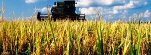 Rice Processing Plant Setup Cost 2025: Industry Trends and Raw Materials    