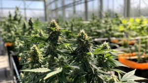Gelato Strain vs. Gumbo Strain: A Complete Cannabis Guide