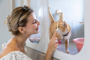 Cat Boarding vs. Pet Sitters: Understanding Your Options