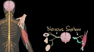 When the Nervous System Plays Tricks on the Body
