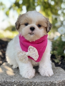 Shih Tzu for Sales: Bringing Home a Loving Companion