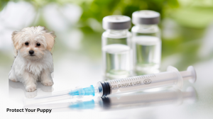 Why Vaccination Is the Key to a Healthy Puppy