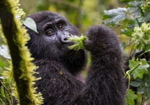Best Time to Visit for Safaris in Uganda and Rwanda Tours