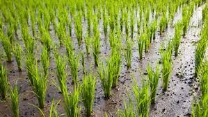 How to Improve Soil Fertility for Rice Cultivation