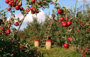 Organic Practices for Fruit Orchards