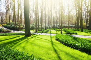 What Steps to Create a Community Green Space?