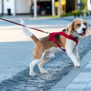 Pet Parenting in India: Essentials Every New Owner Should Buy
