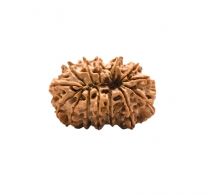 Why Everyone’s Talking About 16 Mukhi Rudraksha Benefits (and Why You Might Want One)