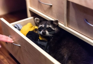 Why Cold Weather Makes Raccoons Sneak Into Garages and Basements