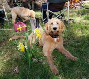 Looking to Buy a Labradoodle Puppy? Meet the Cutest Ones Online!