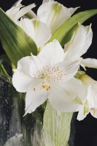 Lily Love: The Language of Beauty in a Bouquet